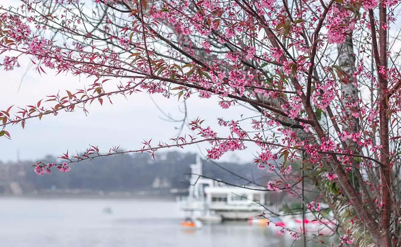 Hồ Xuân Hương nằm ngay trung tâm thành phố nên việc di chuyển, tham quan, chụp hình... khá thuận tiện. Khi hoa nở, sắc hồng của hoa hòa cùng màu xanh của bầu trời, của mặt hồ tạo nên bức tranh thiên nhiên vừa thơ mộng vừa hùng vĩ - Ảnh: @rongchoidalat
