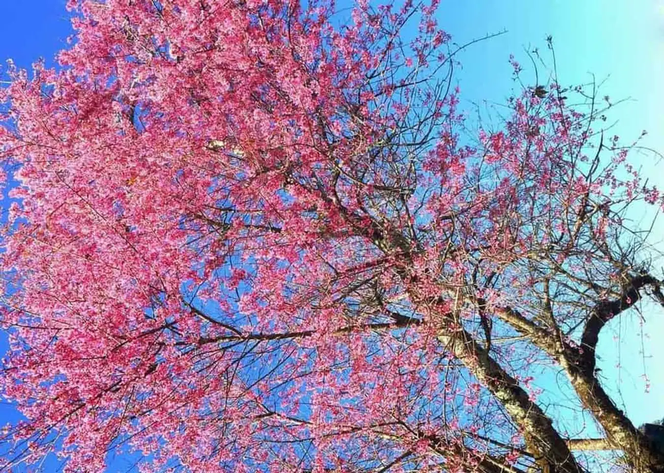 Đường Trần Hưng Đạo còn được gọi“Con đường hoa mai anh đào”, “Con đường hồng” của Đà Lạt. Đường Trần Hưng Đạo dài khoảng 500m, hai bên đường được trồng mai anh đào Đà Lạt. Khi hoa nở, cả con phố như được sơn một màu hồng rực rỡ - Ảnh: @momentography2017