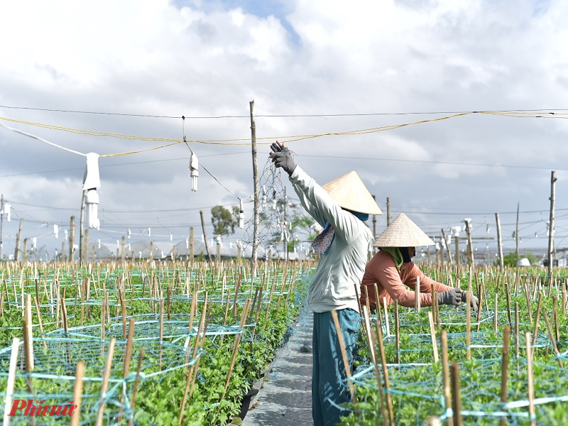 Để thuận tiện cho việc chăm sóc hoa, ngoài những lao động chủ yếu là người trong gia đình thì các nhà vườn đều phải thuê thêm nhân công. Tại nhà vườn của ông Dạng đang có 10 người làm thuê. Mỗi lao động thời vụ làm thuê cho các vườn hoa được trả 250.000 đồng/một ngày công.