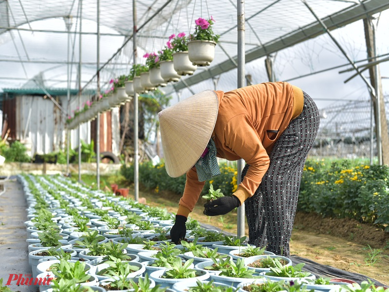 “Nếu thời gian tới có nắng nhiều thì hoa sẽ sớm nở và đều hơn, các chủ nhà vườn như chúng tôi đều mong muốn  bán được hết hoa để có thêm nguồn kinh phí trang trải dịp Tết và chuẩn bị cho mùa vụ năm sau”, ông Ảnh cho biết.