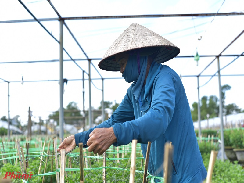 Thời điểm hoa nở cũng là khoảng thời gian vườn hoa nhộn nhịp vì thương lái đến nhận hàng và lượng khách đến tham quan. Dự kiến trong thời gian sắp đến khu vực này sẽ được quy hoạch trở thành làng hoa du lịch.