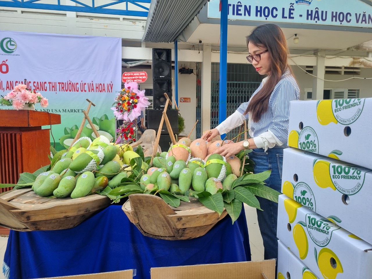 Huyện Chợ Mới là nơi trồng xoài tượng da xanh nhiều nhất của tỉnh An Giang