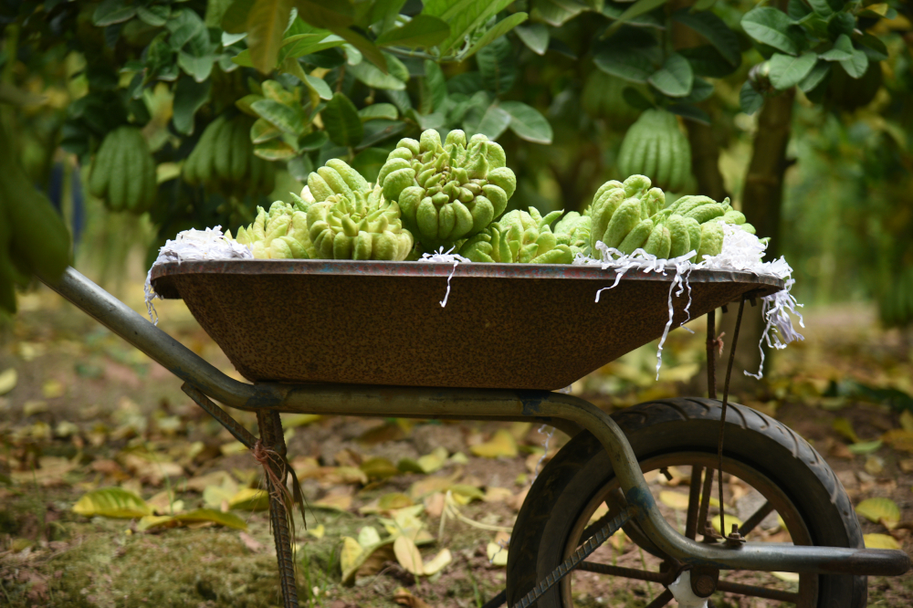 Trong bài thuốc dân gian, Phật thủ là loại cây quý vì cành, lá, hoa đều có thể sử dụng như một vị thuốc. Quả Phật thủ có thể thái lát mỏng, phơi khô ngâm rượu hoặc dùng làm thuốc chữa ho, viêm họng...