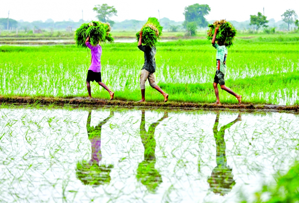 Công nhân nông trại làm việc ở ngoại ô Ahmedabad, Ấn Độ, vào tháng 7/2023 - Nguồn ảnh: Reuters