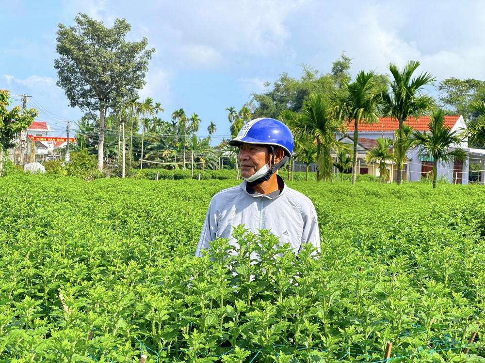 Khoảng hơn 60% lượng hoa cúc của người dân làng hoa Nghĩa Hiệp đã được thương lái đặt mua