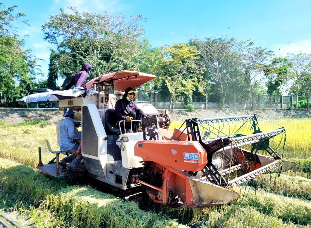 Lúa vào mùa thu hoạch tại xã Đa Phước, huyện Bình Chánh, TPHCM