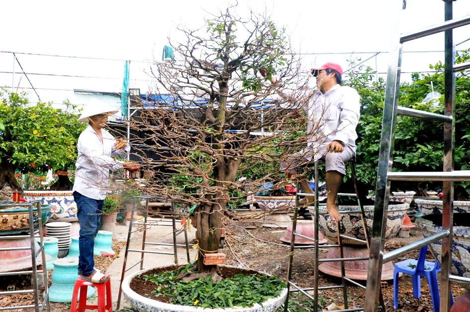 Vườn mai Phương Bình đang chuẩn bị những khâu cuối cùng để vận chuyển cây mai ra Hà Nội giao cho khách