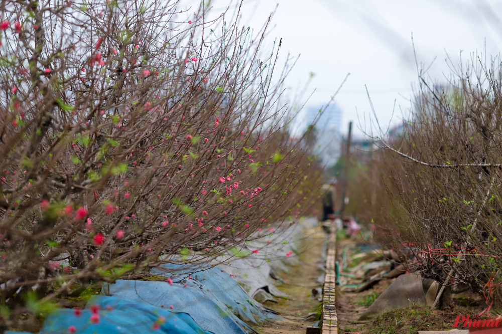 Làng Nhật Tân (Tây Hồ) nổi tiếng với nghề trồng đào truyền thống. Mỗi mùa Tết đến, cả làng lại náo nức, nhộn nhịp người mua kẻ bán và rực rỡ sắc thắm hoa đào.
