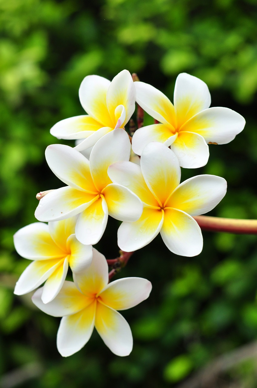 Còn được gọi là cây Frangipani, những cây nhiệt đới này thường được sử dụng ở Hawaii để làm vòng hoa. Plumerias là loại cây trồng trong nhà tuyệt vời, mặc dù bạn sẽ muốn điều chỉnh kích thước thùng chứa để có thể mang chúng vào nhà vào mùa thu và ra ngoài trời khi thời tiết ấm lên. Cung cấp cho cây hoa sứ của bạn nhiều ánh nắng trực tiếp và đầy đủ nhất có thể — và nhớ đặt nó ở nơi ấm áp, tránh gió lùa lạnh. Để cây khô giữa các lần tưới để tránh lượng nước dư thừa làm hỏng rễ cây. Để khuyến khích hoa nở có mùi thơm, hãy cho hoa sứ của bạn bón phân pha loãng cho cây trồng trong nhà vài tuần một lần trong mùa trồng trọt mùa xuân và mùa hè.