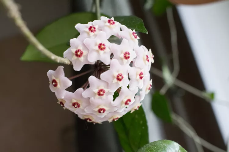 Hoya carnosa , còn được gọi là cây sáp, là một loại cây trồng trong nhà phổ biến vì lá màu xanh lá cây sáng bóng của nó nhưng những bông hoa thơm , đầy màu sắc của nó là một phần thưởng tuyệt đẹp. Hầu hết các giống cây hoya trưởng thành, khỏe mạnh ít nhất năm tuổi đều có thể tạo ra những chùm hoa màu hồng hình ngôi sao. Để tăng cơ hội ra hoa hoya, hãy tìm một nơi có nhiều ánh sáng gián tiếp, sáng và giữ cây ở đó: Chúng không thích bị di chuyển. Tăng độ ẩm xung quanh cây của bạn, bón phân nửa nồng độ cho cây trồng trong nhà mỗi tháng một lần và vào cuối mùa đông, hãy kẹp lại thân cây để khuyến khích cây phát triển mới.