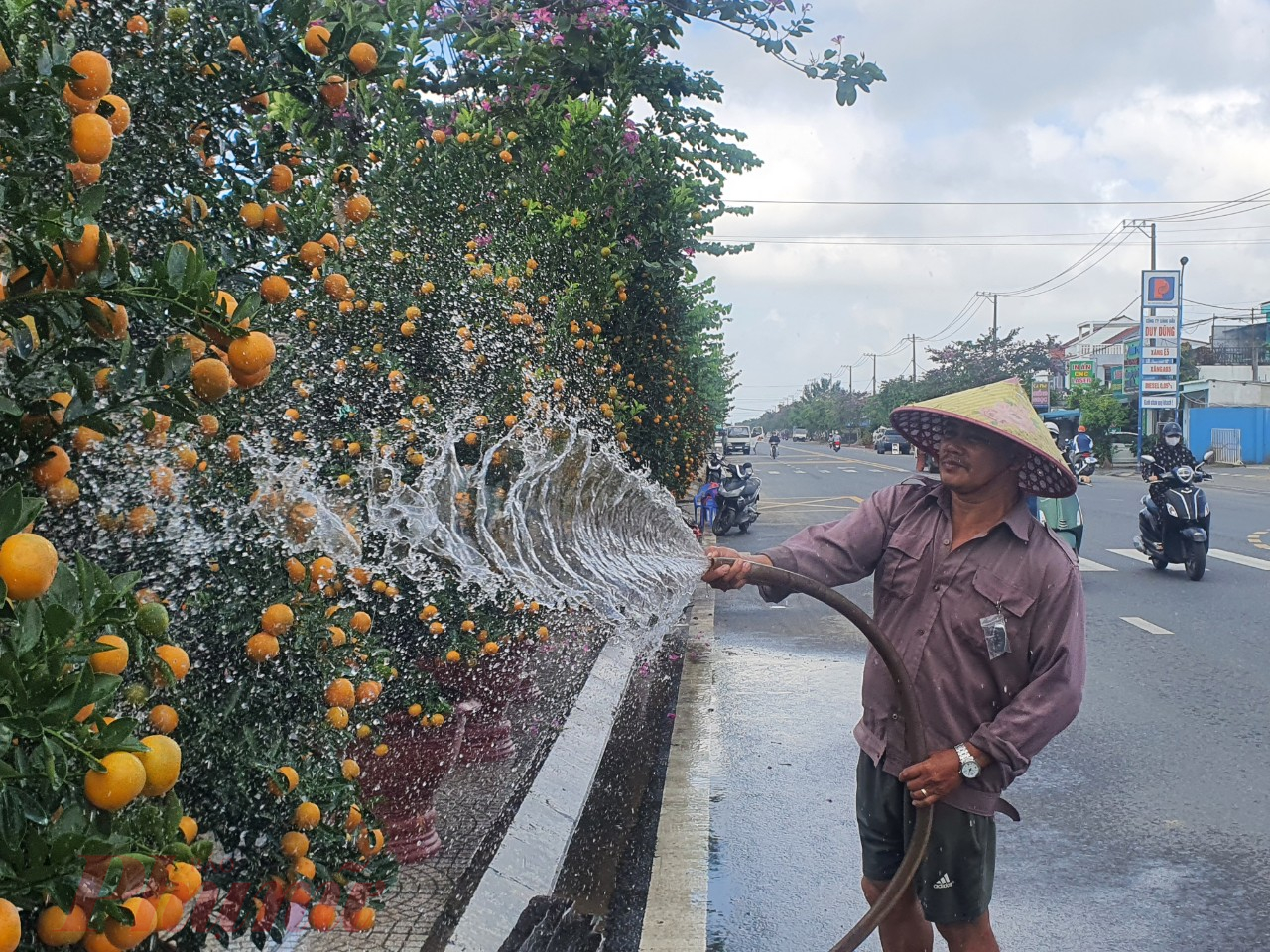 Ông Nguyễn Thiện Nhân (58 tuổi, xã Cẩm Hà) cho biết, năm nay vườn quất của ông có khoảng 700 cây, trong đó 100 cây lớn, 100 cây trung còn lại là cây nhỏ.