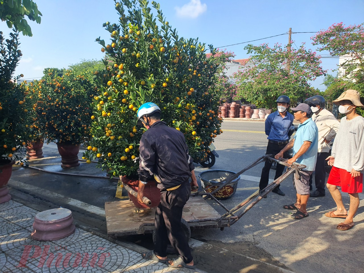 “Những ngày gần tết, để đáp ứng kịp thời nhu cầu xem và mua quật của khách, tôi phải thuê số lượng người làm đông hơn gấp đôi ngày bình thường khoảng 12-15 người. Mỗi ngày trả công từ 250 đến 400 nghìn đồng/người, tùy vào mức độ công việc nặng nhẹ khác nhau. Lao động tại vườn là người dân bản địa, hiểu rõ quy trình và kỹ thuật chăm sóc quật nên tôi không phải lo lắng”, ông Lê Trung, một chủ vườn chia sẻ. 