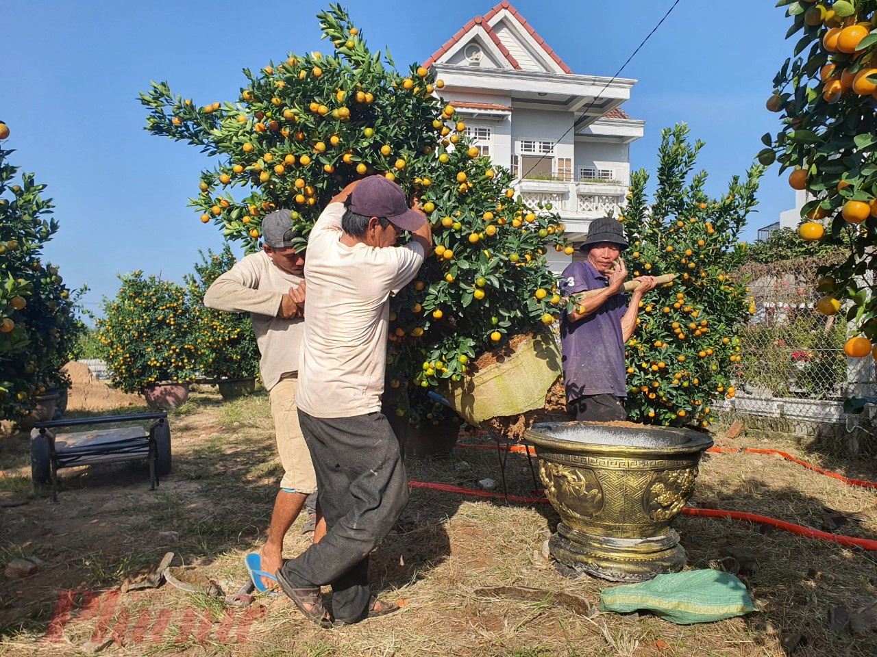 Thời tiết nắng ráo, dòng người khắp nơi đã đổ về mua quật cảnh thêm đông đúc. Các thương lái từ các tỉnh Quảng Bình, Quảng Trị, TP Đà Nẵng, Kom Tum, Gia Lai… đã đặt cọc mua quật cảnh tại vườn của các hộ dân từ sớm.