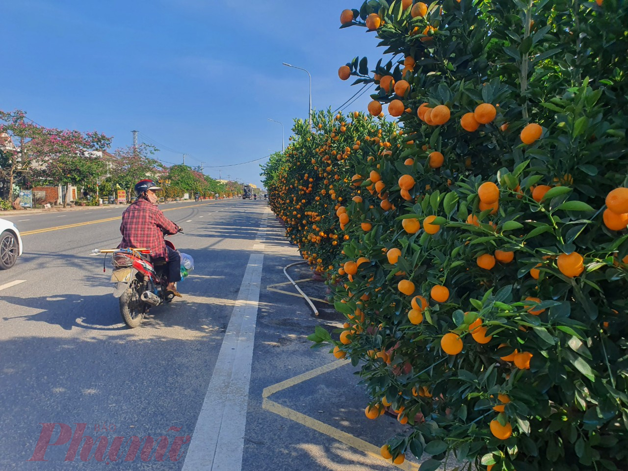 Ông Mai Thanh Hùng – Phó chủ tịch UBND xã Cẩm Hà – cho biết: Năm ngoái toàn xã đã trồng được hơn 141.000 chậu cây quất; giá trị kinh tế vườn và hoa các loại đạt 50,02 tỉ đồng. Năm nay, do tình hình kinh tế khó khăn nên UBND xã chỉ đề ra chỉ tiêu kinh tế vườn hoa cây cảnh của năm nay đạt khoảng 45 tỉ đồng.