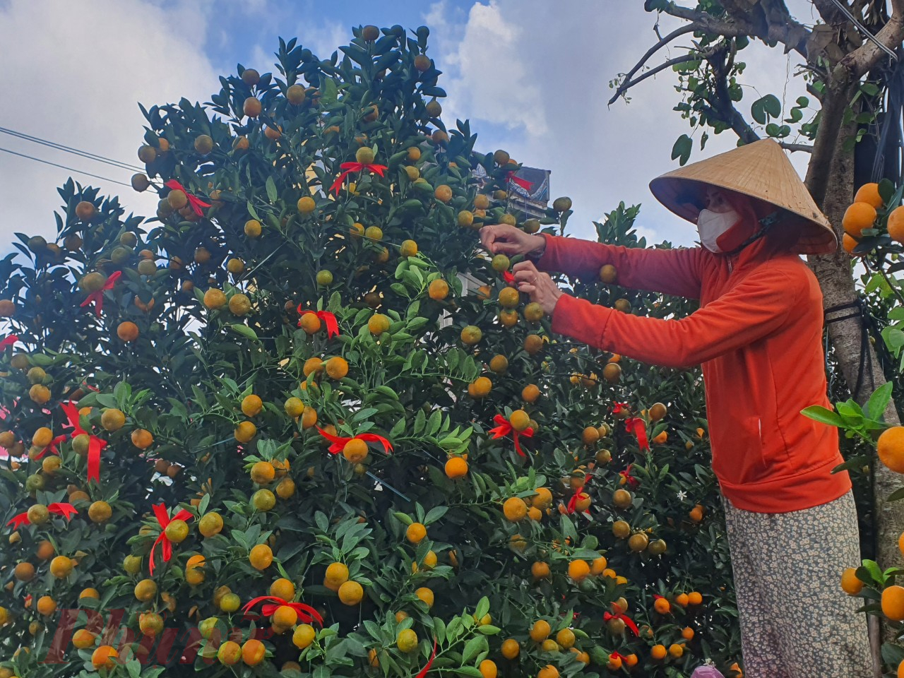 Trang trí cho cây quất để bán