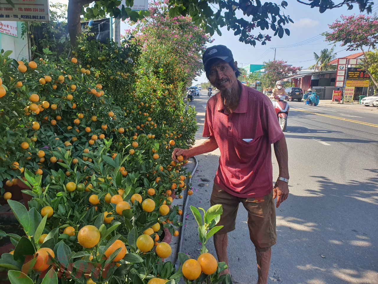 Ngoài bán cho các thương lái, người dân xã Cẩm Hà đều chở xuống dọc hai bên đường Nguyễn Tất Thành (nối Đà Nẵng và Hội An) để bày bán tạo nên một con đường quất rất đẹp