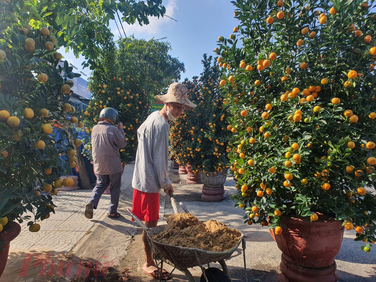 Có đủ loại giá từ cây vài trăm ngàn đến vài chục triệu được bày bán