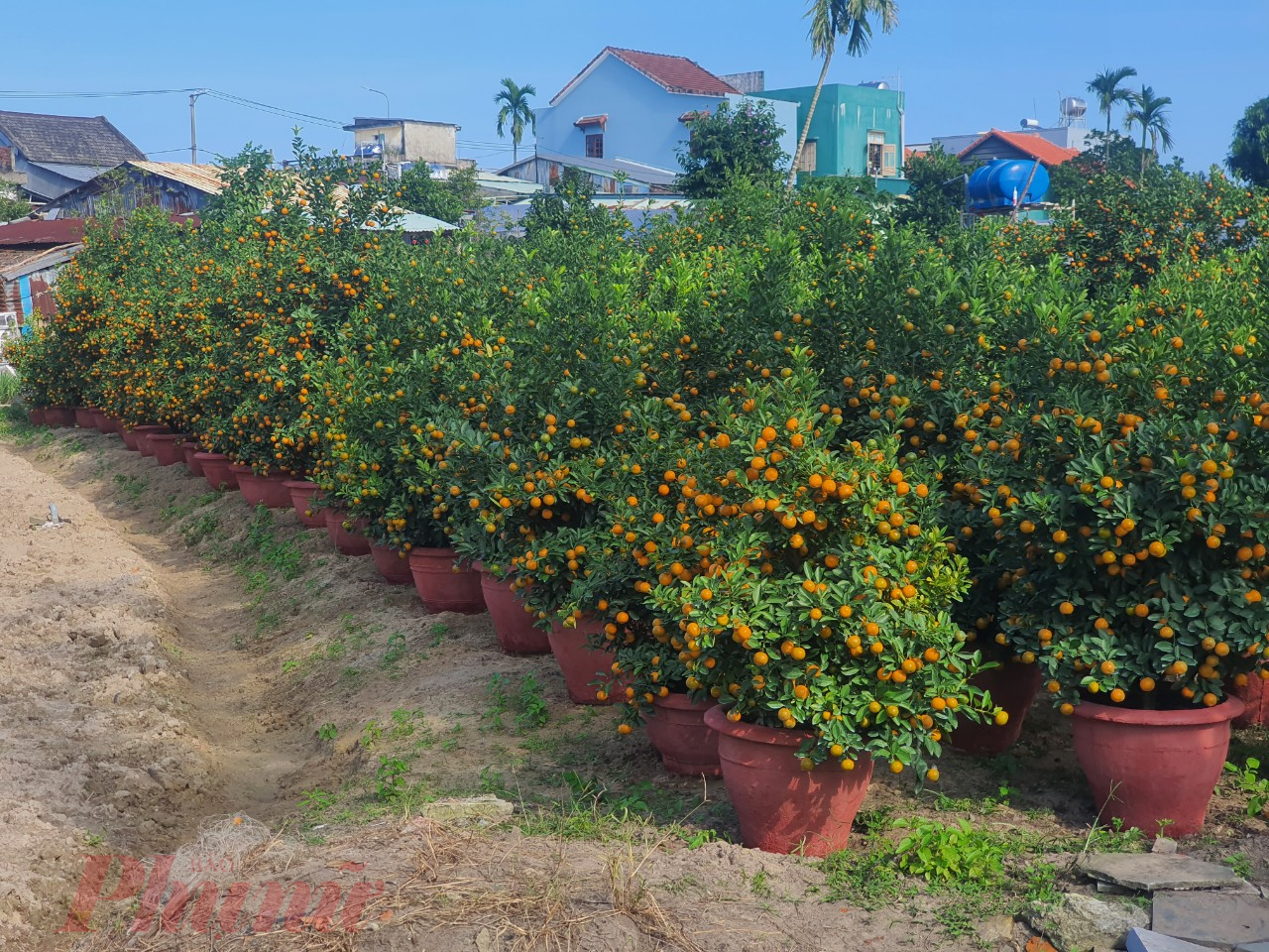 Hội An nổi tiếng là vùng trồng cây quất cảnh ở khu vực miền Trung. Trong đó, tập trung chủ yếu ở xã Cẩm Hà.