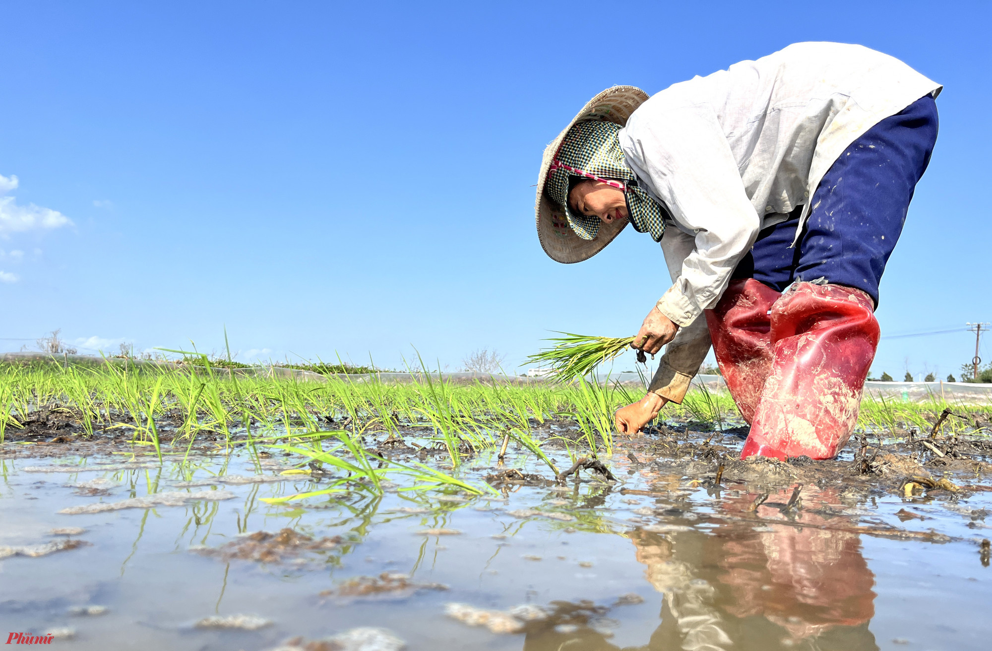 Chị Nguyễn Thị Tuyết (trú xã Quỳnh Giang, huyện Quỳnh Lưu, tỉnh Nghệ An) nói rằng, thợ cấy lúa còn được biết đến là nghề “bán mặt cho đất, bán lưng cho trời” bởi cả ngày họ phải khom lưng kiếm tiền. Phần lớn những người làm nghề này đều là phụ nữ có hoàn cảnh khó khăn, trung tuổi. “Người trẻ đi làm công ty nó khỏe hơn nhiều. Chỉ có mấy người lớn tuổi như chúng tôi, không đi làm xa được mới phải chịu khó thôi” - chị Tuyết nói.