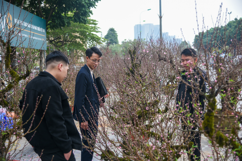 Cá biệt, có những gốc đào cổ thụ lâu năm có thể có giá lên tới hàng chục triệu, thậm chí cả trăm triệu đồng.