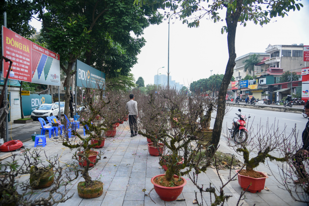 Do trồng từ gốc, đòi hỏi chăm sóc tỷ mỉ và độ độc đáo, những cây đào phủ rêu này đều có giá bạc triệu, phổ biến từ 10-20 triệu đồng/.