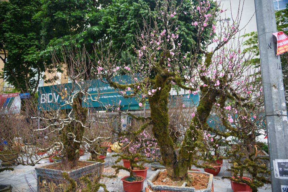 Những năm trước đây, người Hà Nội ưa thích đào rừng thường có những tiêu chí lựa chọn như: gốc đào to chắc, có nấm ở thân, lên mốc ở thân và cành, nếu có thêm rêu mọc tự nhiên thì càng đẹp.