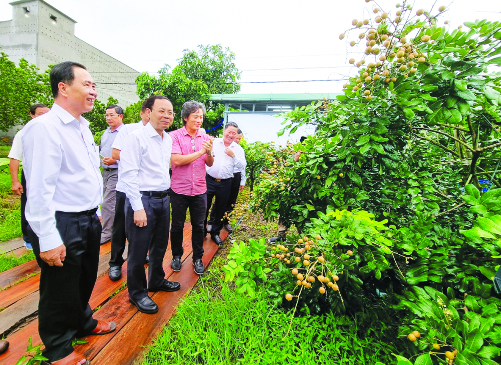 Ông Nguyễn Văn Hiếu (thứ hai từ trái sang) - Bí thư Thành ủy  TP Cần Thơ - thăm mô hình trồng nhãn hữu cơ ở huyện Cờ Đỏ