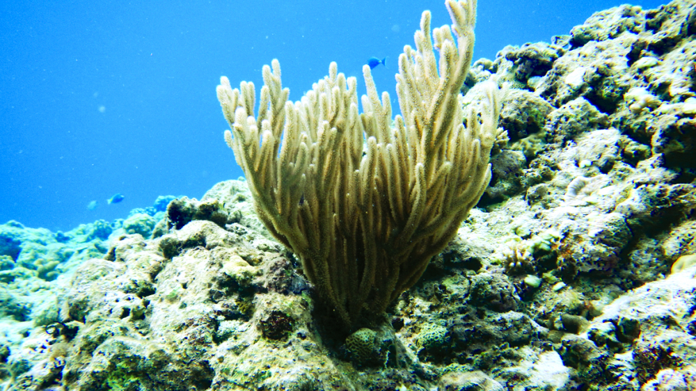Loài san hô thân mềm (tên khoa học  Plexaurella homomalla) xuất hiện nhiều ở vùng biển Côn Đảo