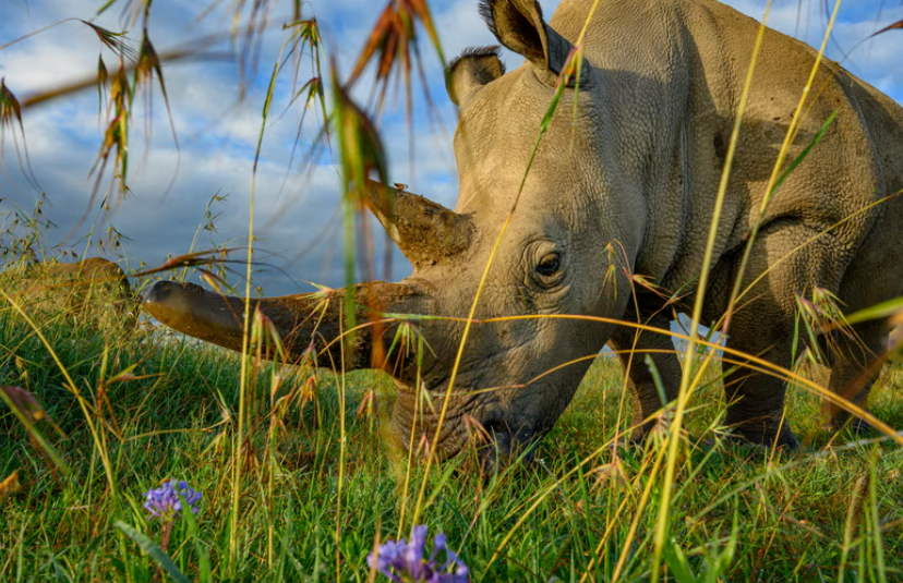Khoảng 20.000 con tê giác trắng phương Nam vẫn còn ở châu Phi. Phân loài đó cũng như một loài khác, tê giác đen, đang phục hồi trở lại sau khi quần thể bị suy giảm đáng kể do nạn săn trộm để lấy sừng.  Tuy nhiên, phân loài tê giác trắng phương Bắc chỉ còn lại hai thành viên được biết đến trên thế giới.