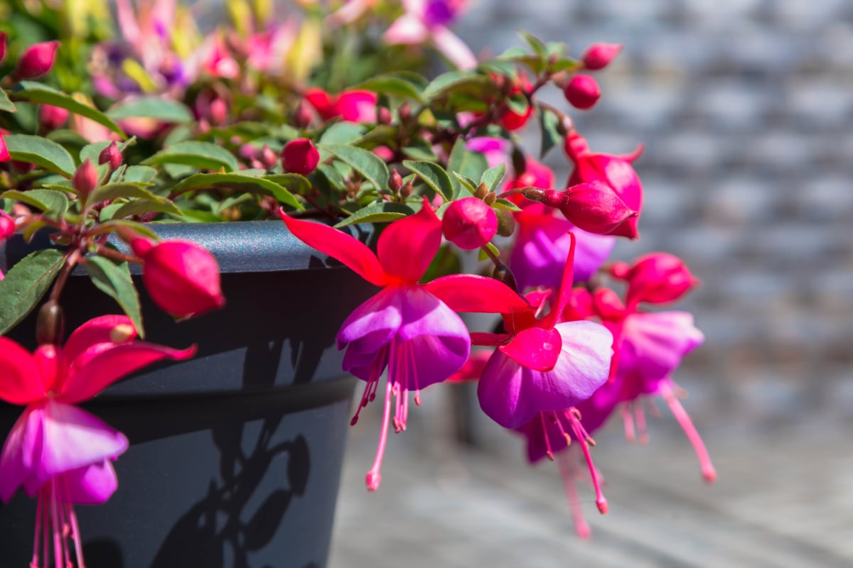 Fuchsias có nhiều màu sắc, hình dạng và kích cỡ khác nhau. Hoa có nhiều sắc thái khác nhau như hồng, trắng, tím, cam và đỏ. Những người làm vườn yêu thích hoa vân anh vì chúng có vẻ ngoài độc đáo nhờ thân cây rủ xuống. Một số người nói rằng chúng trông giống như đèn chùm hoa.  Khi trồng hoa vân anh, hãy đảm bảo bạn cung cấp đất màu mỡ, ẩm để cây phát triển tối ưu.