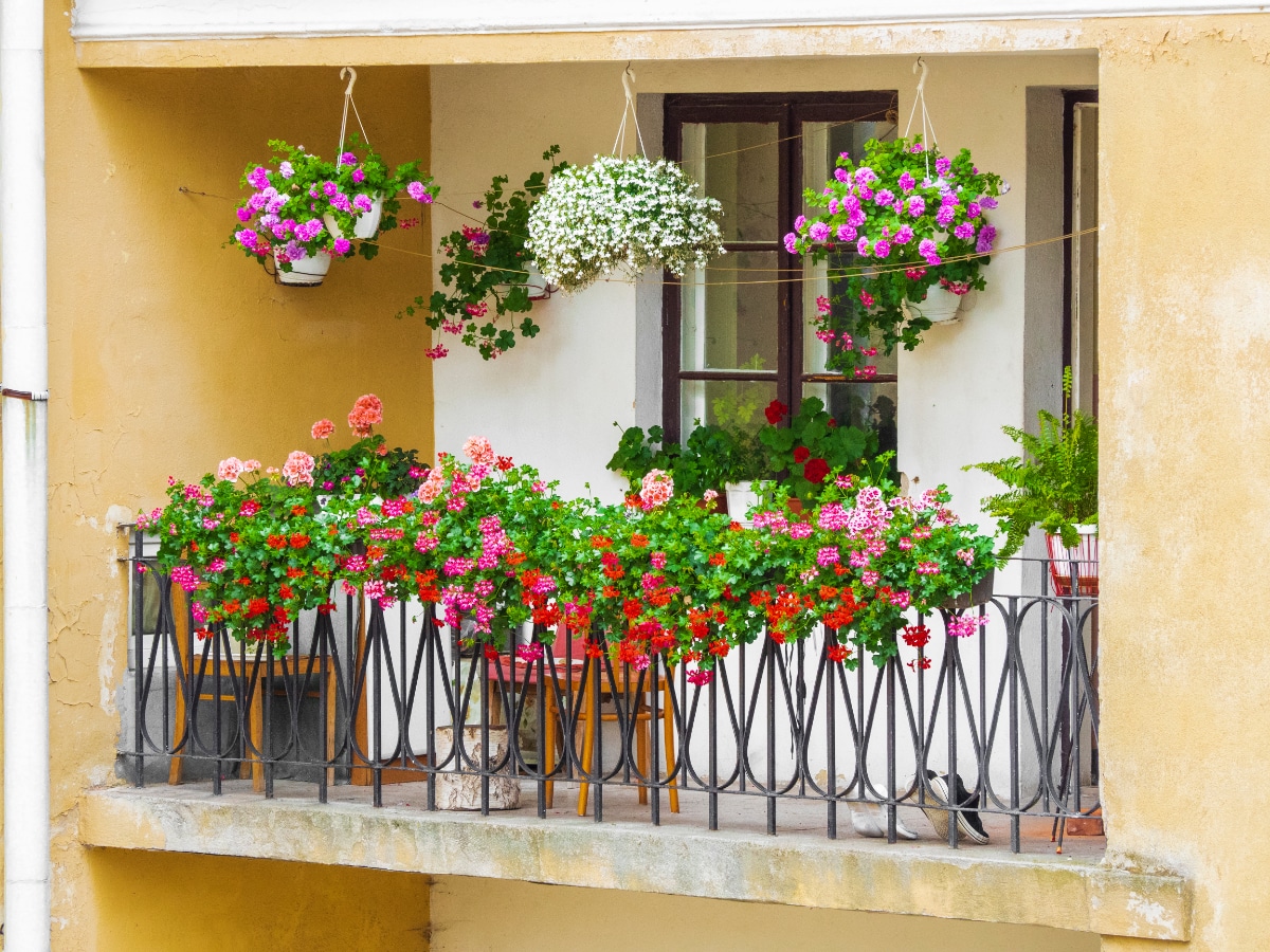 4 Tips for Starting a Balcony Flower Garden Are you starting a flower garden on your balcony for the first time? Here are some easy tips to get you started in the right direction. Adding flowers and other plants to your balcony should be fun, but you want to do it the right way!  1. Start with A Few Pots  Việc tạo ra một khu vườn ban công xứng đáng với HGTV trong một buổi chiều là một ý kiến ​​​​hay. Bắt đầu với năm hộp đựng và học cách trồng hoa. Khi bạn đã sử dụng ngón tay cái màu xanh lá cây của mình một chút, hãy thêm nhiều thùng chứa hơn vào khu vườn của bạn.    2. Biết bạn có bao nhiêu ánh sáng mặt trời Điều cần thiết là phải phù hợp với loại hoa bạn muốn trồng với lượng ánh sáng mặt trời mà ban công của bạn nhận được.  Tìm hiểu hướng ban công của bạn và khả năng tiếp xúc với ánh nắng mặt trời. Ban công hướng về phía Nam sẽ nhận được nhiều ánh sáng mặt trời, nhưng ban công hướng về phía Bắc sẽ gặp khó khăn trong việc cung cấp đủ ánh nắng cho những bông hoa cần ánh sáng từ sáu đến tám giờ.    Vườn hoa ban công Thật là một giấc mơ! 3. Đừng sợ sự kết hợp Đừng chỉ trồng hoa, đặc biệt là hoa hàng năm. Lấy một vài chậu lớn hơn và kết hợp các loại cây. Để lại khoảng trống giữa những bông hoa; theo thời gian, hoa và cây xanh sẽ lan rộng ra, lấp đầy chậu cây của bạn bằng màu sắc.  Thêm màu sắc và chiều cao khác nhau cho chậu của bạn. Bạn có thể muốn đặt một vài cây cao ở trung tâm, bao quanh là một số bông hoa mọc thấp, cùng với một vài bông hoa rủ xuống thành chậu.  4. Bám sát ba màu Tốt nhất nên bám vào ba màu hoặc ba dải màu. Nếu bạn cố gắng kết hợp tất cả các màu sắc, ban công của bạn sẽ trở nên quá bận rộn.  Hãy nhớ rằng, những bông hoa cũng sẽ có cây xanh với nhiều sắc thái và kích cỡ khác nhau. Một số tán lá có màu xanh đậm, trong khi những lá khác có màu bạc nổi bật.  suy nghĩ cuối cùng  Vườn ban công Bất cứ ai cũng có thể có một khu vườn ban công tuyệt đẹp như thế này. Chọn những bông hoa đẹp để làm vườn trên ban công nhỏ bắt đầu bằng việc biết diện mạo bạn muốn tạo ra và lượng ánh sáng mặt trời mà ban công của bạn nhận được. Hãy suy nghĩ xem bạn có bao nhiêu kinh nghiệm làm vườn để giúp bạn quyết định nên trồng bao nhiêu cây và liệu bạn có muốn trồng những loại cây ít cần chăm sóc hay không. Chỉ cần nhớ rằng không gian ban công căn hộ hạn chế không có nghĩa là bạn không thể phát triển.