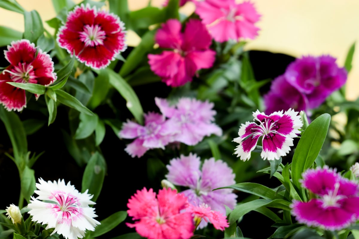 Bất kỳ khu vườn ban công nào cũng cần một số dianthus trong thùng chứa. Những bông hoa này phát triển với nhiều màu sắc khác nhau như hồng, cá hồi, đỏ và trắng, tỏa ra mùi hương thơm ngon tràn ngập không khí mà không quá nồng. Dianthus thuộc cùng họ với hoa cẩm chướng, có nhiều loại khác nhau từ cây hàng năm đến cây lâu năm.  Hoa Dianthus cần trồng ở nơi có ánh nắng đầy đủ hoặc bóng râm một phần; lý tưởng nhất là chúng cần nhận được sáu giờ ánh sáng mặt trời để nở hoa đầy đủ. Chúng cần đất màu mỡ, thoát nước tốt, có tính kiềm, nhưng một khi bạn có điều kiện thích hợp, những bông hoa này sẽ tạo thêm vẻ đẹp tuyệt đẹp cho khu vườn ban công của bạn.