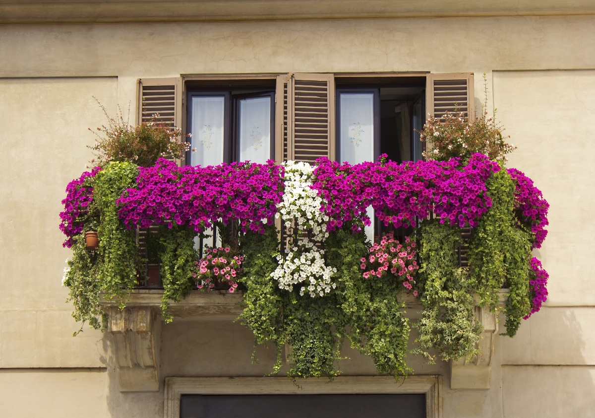 4 Tips for Starting a Balcony Flower Garden Are you starting a flower garden on your balcony for the first time? Here are some easy tips to get you started in the right direction. Adding flowers and other plants to your balcony should be fun, but you want to do it the right way!  1. Start with A Few Pots  Việc tạo ra một khu vườn ban công xứng đáng với HGTV trong một buổi chiều là một ý kiến ​​​​hay. Bắt đầu với năm hộp đựng và học cách trồng hoa. Khi bạn đã sử dụng ngón tay cái màu xanh lá cây của mình một chút, hãy thêm nhiều thùng chứa hơn vào khu vườn của bạn.    2. Biết bạn có bao nhiêu ánh sáng mặt trời Điều cần thiết là phải phù hợp với loại hoa bạn muốn trồng với lượng ánh sáng mặt trời mà ban công của bạn nhận được.  Tìm hiểu hướng ban công của bạn và khả năng tiếp xúc với ánh nắng mặt trời. Ban công hướng về phía Nam sẽ nhận được nhiều ánh sáng mặt trời, nhưng ban công hướng về phía Bắc sẽ gặp khó khăn trong việc cung cấp đủ ánh nắng cho những bông hoa cần ánh sáng từ sáu đến tám giờ.    Vườn hoa ban công Thật là một giấc mơ! 3. Đừng sợ sự kết hợp Đừng chỉ trồng hoa, đặc biệt là hoa hàng năm. Lấy một vài chậu lớn hơn và kết hợp các loại cây. Để lại khoảng trống giữa những bông hoa; theo thời gian, hoa và cây xanh sẽ lan rộng ra, lấp đầy chậu cây của bạn bằng màu sắc.  Thêm màu sắc và chiều cao khác nhau cho chậu của bạn. Bạn có thể muốn đặt một vài cây cao ở trung tâm, bao quanh là một số bông hoa mọc thấp, cùng với một vài bông hoa rủ xuống thành chậu.  4. Bám sát ba màu Tốt nhất nên bám vào ba màu hoặc ba dải màu. Nếu bạn cố gắng kết hợp tất cả các màu sắc, ban công của bạn sẽ trở nên quá bận rộn.  Hãy nhớ rằng, những bông hoa cũng sẽ có cây xanh với nhiều sắc thái và kích cỡ khác nhau. Một số tán lá có màu xanh đậm, trong khi những lá khác có màu bạc nổi bật.  suy nghĩ cuối cùng  Vườn ban công Bất cứ ai cũng có thể có một khu vườn ban công tuyệt đẹp như thế này. Chọn những bông hoa đẹp để làm vườn trên ban công nhỏ bắt đầu bằng việc biết diện mạo bạn muốn tạo ra và lượng ánh sáng mặt trời mà ban công của bạn nhận được. Hãy suy nghĩ xem bạn có bao nhiêu kinh nghiệm làm vườn để giúp bạn quyết định nên trồng bao nhiêu cây và liệu bạn có muốn trồng những loại cây ít cần chăm sóc hay không. Chỉ cần nhớ rằng không gian ban công căn hộ hạn chế không có nghĩa là bạn không thể phát triển.