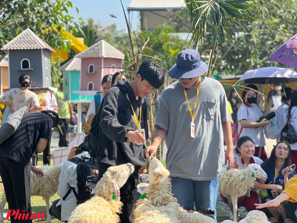 Các em nhỏ thích thú chơi cùng cừu, trải nghiệm cho cừu ăn.