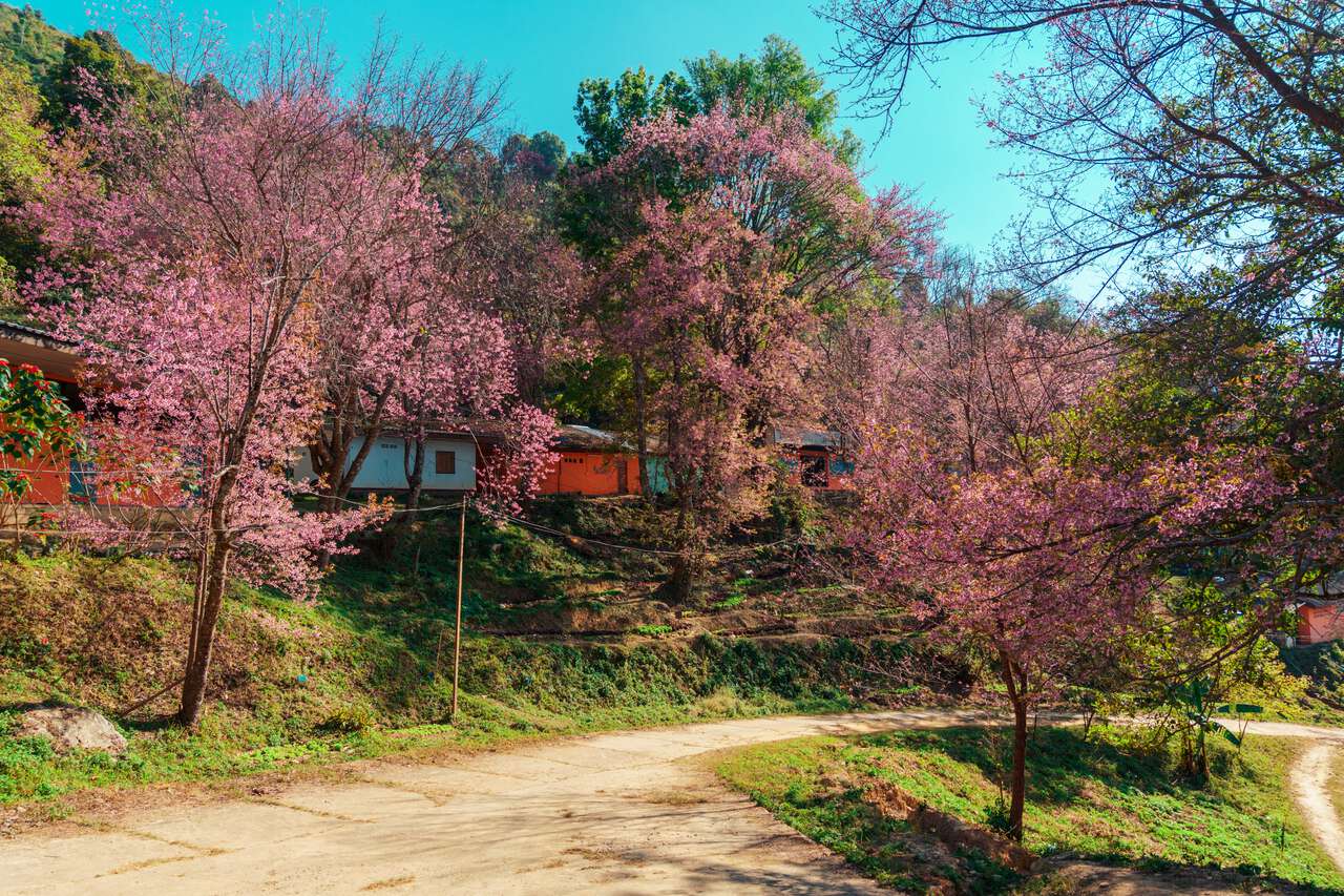 Núi Phu Chi Fah nằm ở tỉnh Chiang Mai và là một trong những ngọn núi cao nhất ở Thái Lan, cũng là nơi du khách có thể ngắm khung cảnh của nước Lào. Vào mùa xuân, cả ngọn núi như được khoác lên mình tấm áo choàng hồng thắm, tạo nên khung cảnh vừa hùng vĩ vừa nên thơ. 