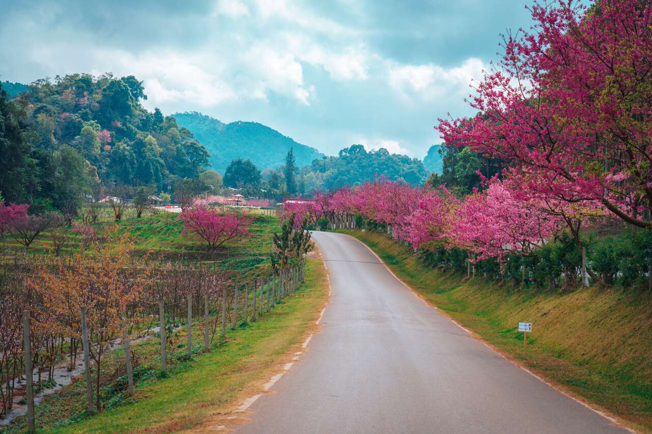 Doi Ang Khang Doi Ang Khang Doi Ang Khang luôn là cái tên đứng đầu trong danh sách điểm ngắm hoa anh đào tại Thái Lan. Nơi đây vốn dĩ đã có khung cảnh tuyệt đẹp, nay còn được điểm tô sắc hồng phớt của hoa anh đào giữa nền trời xanh biếc. Hoa anh đào ở ngọn đồi này được trồng sau dự án Doi Angkhang Royal Agricultural Project, do nhà vua Bhumibol Adulyadej thực hiện. Không biết chính xác đã có bao nhiêu cây anh đào khoe sắc nhưng khi xuân sang, ngọn đồi này gần như được “nhuộm hồng”, đẹp lãng mạn như cổ tích khiến cho khách du lịch Thái Lan không khỏi ngỡ ngàng, choáng ngợp. Để ngắm hoa anh đào ở đây, bạn có thể đi bộ thám hiểm rừng, đạp xe leo núi, cắm trại tận hưởng khung cảnh thiên nhiên kỳ vĩ và khí hậu mát mẻ.'