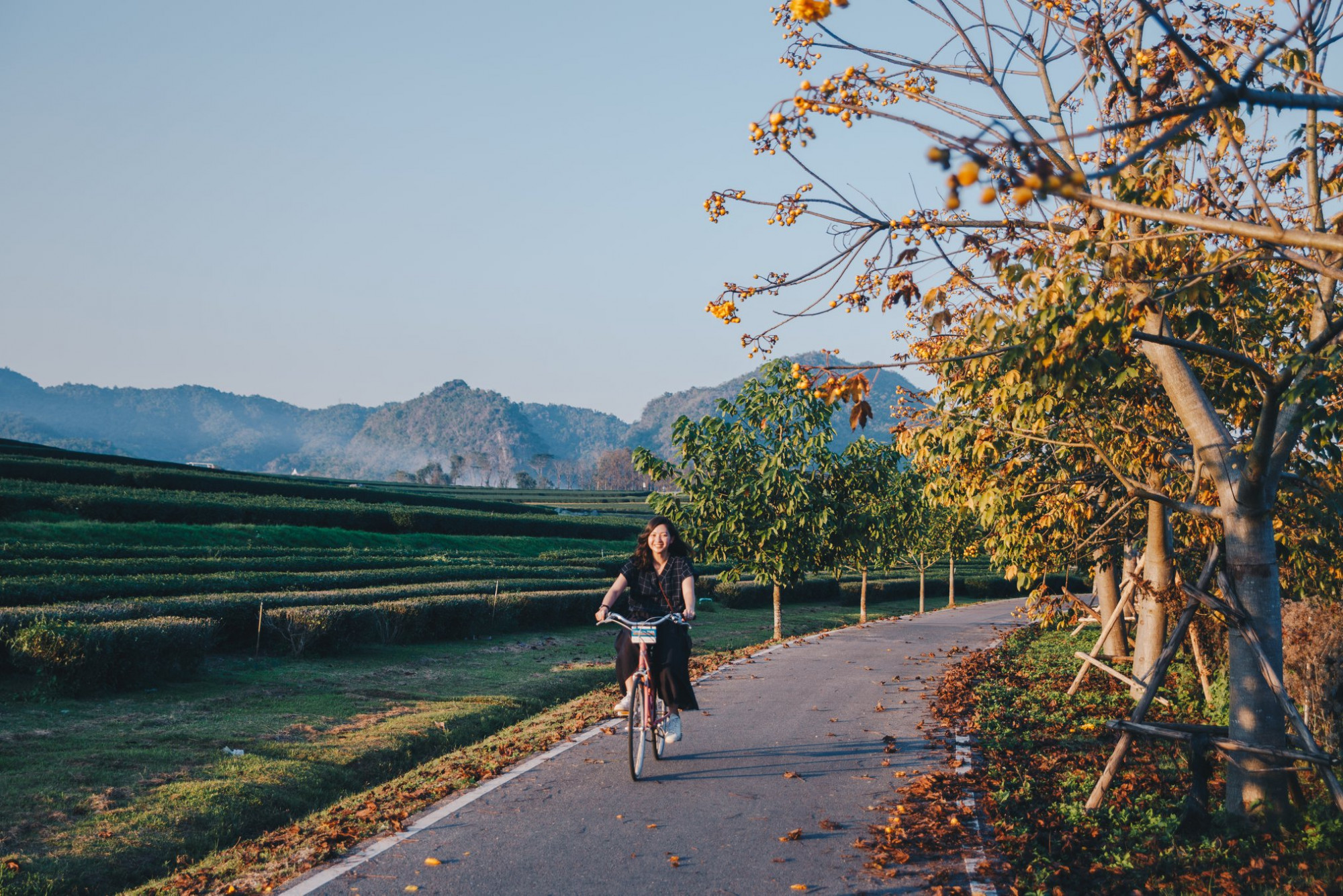 Doi Mae Salong Doi Mae Salong Được so sánh như Sapa ở Việt Nam, đồi Doi Mae Salong Thái Lan vô cùng nổi tiếng về trà ô long. Vào mùa xuân, những ngọn đồi xanh mướt này còn được điểm xuyết bởi sắc hồng thắm của hoa anh đào. Du lịch mùa xuân khám phá Doi Mae Salong, bạn không chỉ được hòa mình vào lễ hội trà và hoa anh đào được tổ chức hàng năm tại đây, mà còn được trải nghiệm ác hoạt động văn hóa, biểu diễn dân tộc và nhâm nhi tách trà, thưởng lãm sắc hoa anh đào trong tiết trời se se lạnh.