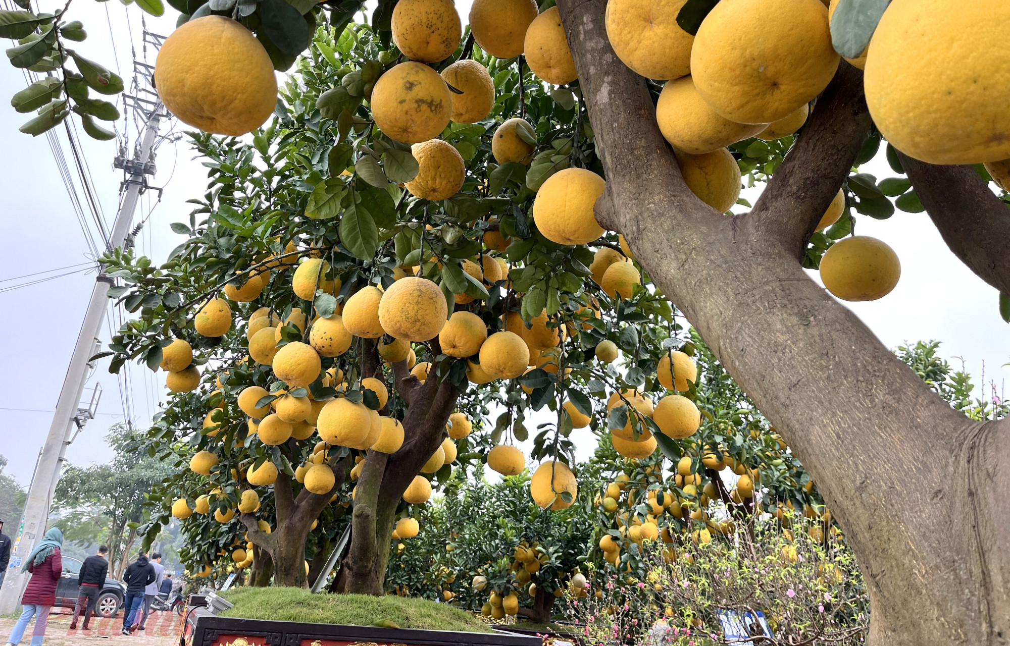 Cũng như đào cổ thụ, nhiều tiểu thương bán bưởi “khủng” trăm trái cũng đang thấp thỏm, vừa bán vừa “ngóng” khách dù tết đã cận kề. 