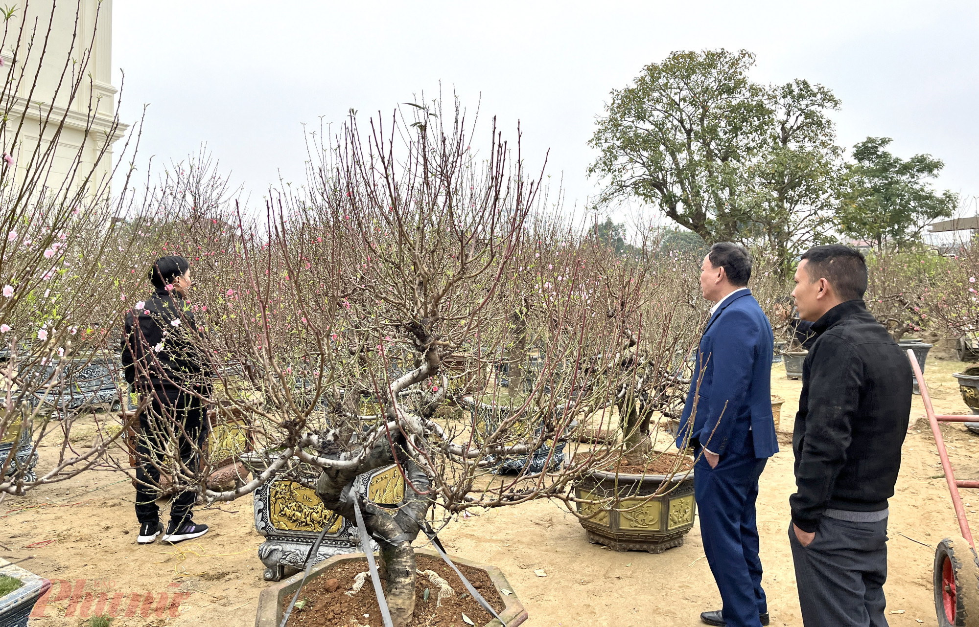 Chỉ còn hơn 10 ngày nữa là đến tết Nguyên đán Giáp Thìn 2024, những ngày này, các tuyến đường ở TP Vinh (tỉnh Nghệ An) đã tràn ngập sắc màu với đủ loại hoa, cây cảnh. Nhiều nhất trong đó là các loại đào, quất, bưởi…