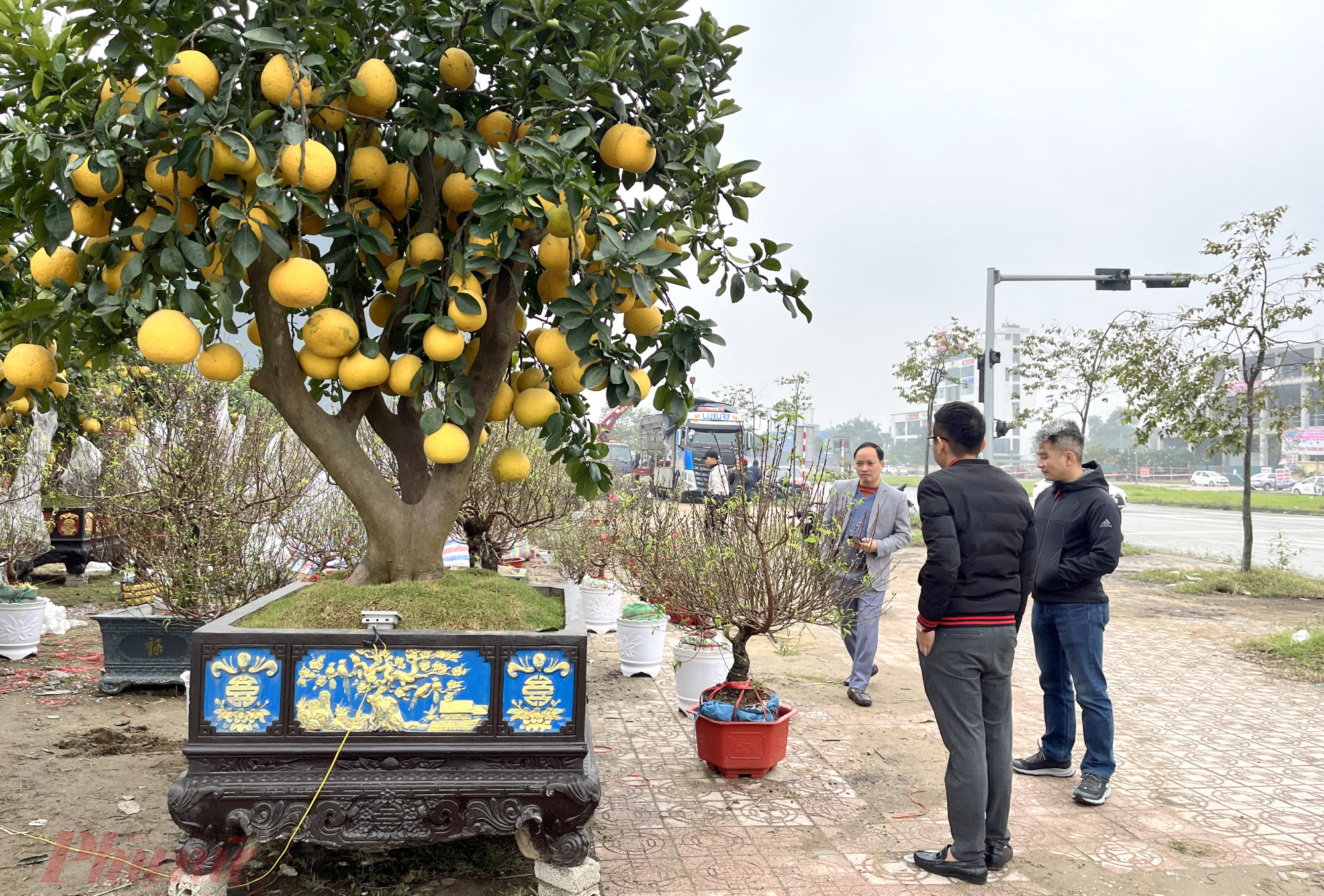 Trong khi đó, nhiều loại đào, quất nhỏ, mini có giá từ vài trăm ngàn đến vài triệu đồng dịp này đã được khá nhiều người dân tìm đến mua để chưng tết. 