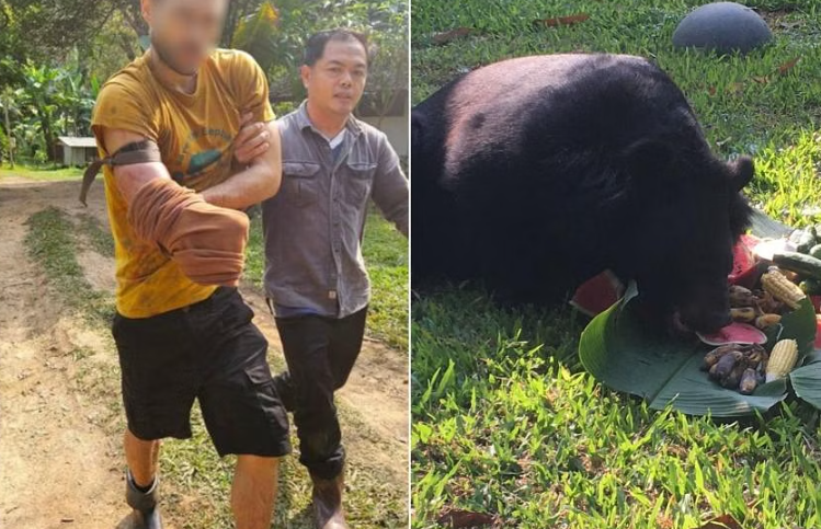 Tình nguyện viên bảo vệ động vật hoang dã đang thò tay vào chuồng gấu để cho nó ăn thì bất ngờ nó cắn vào cánh tay anh. ẢNH: MỘT TIN 31/FACEBOOK