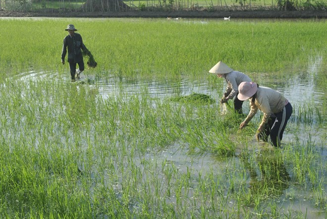 Chiếm dụng tiền hỗ trợ nông dân trồng lúa, Phó phòng Nông nghiệp Phát triển Nông thôn huyện U Minh, tỉnh Cà Mau bị đề nghị điều tra. Ảnh minh họa