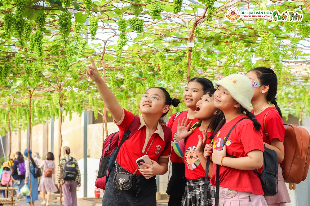 Nông trại nho Mẫu Đơn sai trĩu quả nhận được sự thích thú của du khách mọi lứa tuổi đến tham quan, chụp hình - Ảnh: Suối Tiên