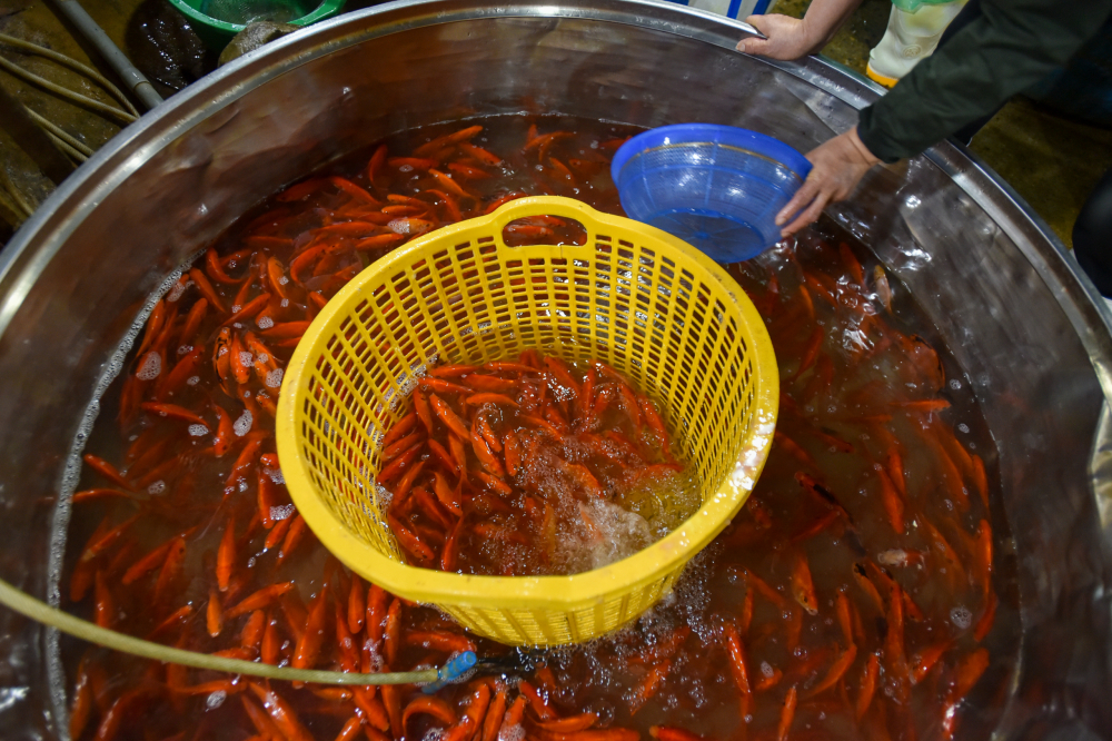 Nhiều thương lái cho hay, do năm nay ngày 23 tháng Chạp không vào ngày cuối tuần, phần lớn người lao động vẫn còn đi làm nên nhu cầu sẽ có phần giảm đi nhiều so với những năm trước đây.