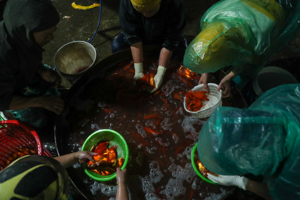 Theo chị Thuỷ (thương lái cá chép tại chợ cá Yên Sở), năm nay cá chép có mẫu mã đẹp, sức khoẻ tốt. Tuy nhiên do lượng cung lại lớn, vượt quá nhu cầu nên giá có phần giảm hơn.