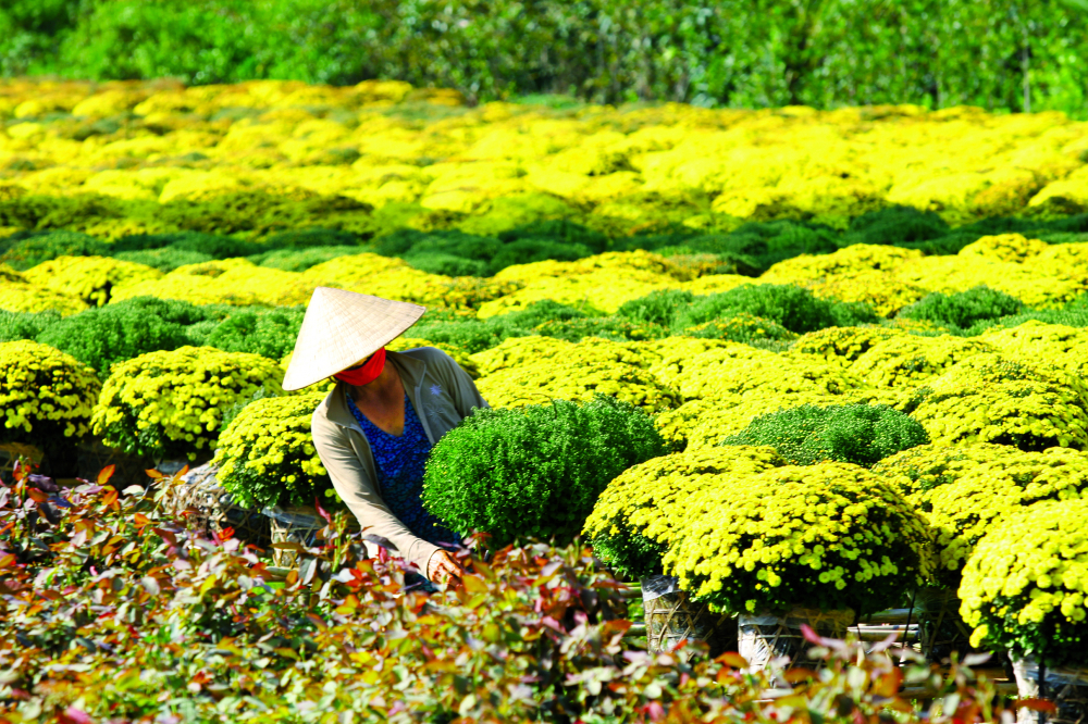 Làng hoa Sa Đéc (Đồng Tháp)