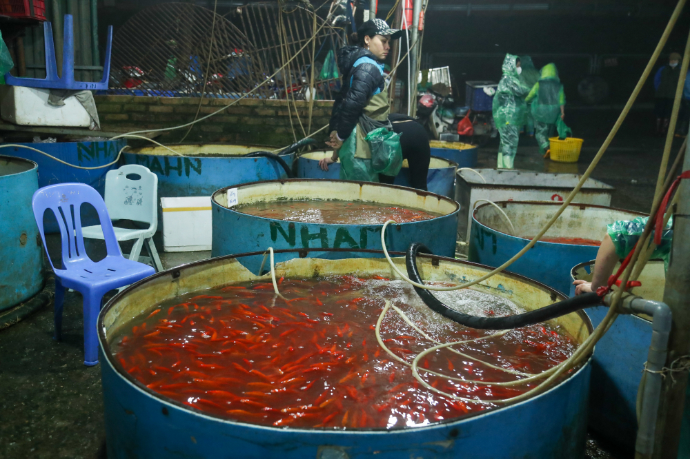 Một tiểu thương đứng bên các bồn chứa cá chép chưa có khách tới mua tại chợ cá Yên Sở.