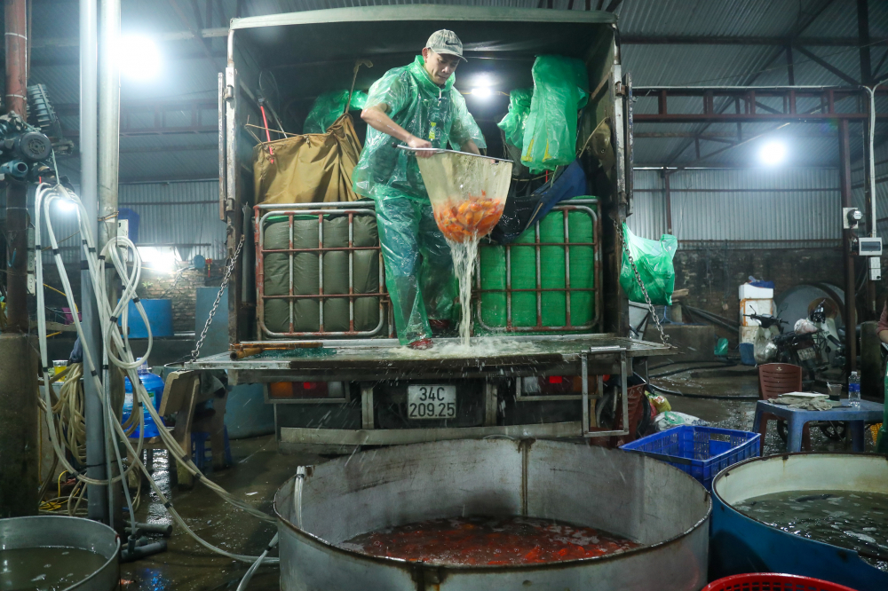 Các thương lái hi vọng tới đúng ngày 23 tháng Chạp sẽ có sự biến đổi lớn hơn để tiêu thụ hết lượng cá đã đặt mua nhập về.