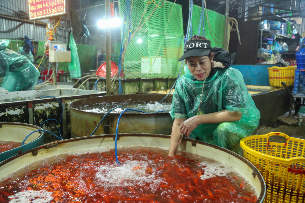 'Năm trước, tôi có thể bán được khoảng 130-150.000 đồng/ kg nhưng năm nay cùng loại đẹp chỉ có thể bán giá buôn khoảng 80-90.000 đồng/ kg' - chị Thuỷ cho biết thêm.