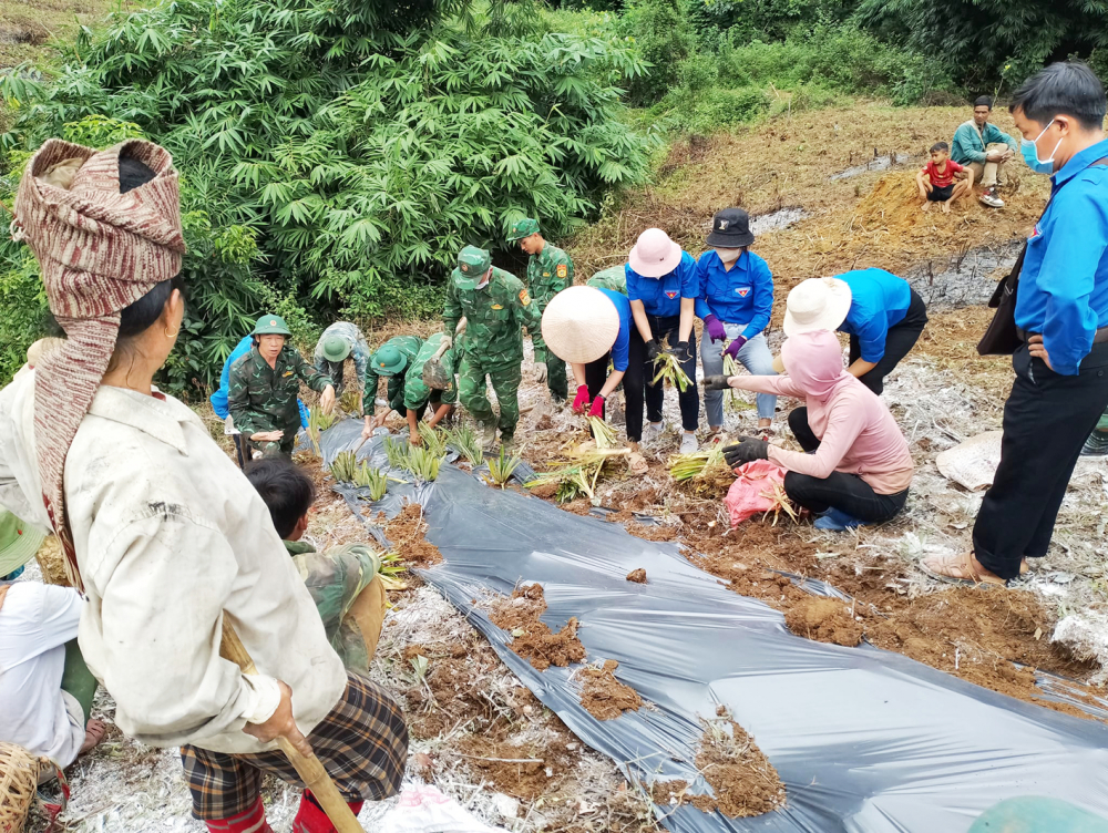 Đoàn Thanh niên xã Mường Lói phối hợp với Đội sản xuất số 7 - Đoàn Kinh tế quốc phòng 326 và Chi đoàn đồn  biên phòng cửa khẩu Huổi Puốc hướng dẫn và giúp đỡ người dân bản Tin Tốc trồng dứa - Ảnh do nhân vật cung cấp